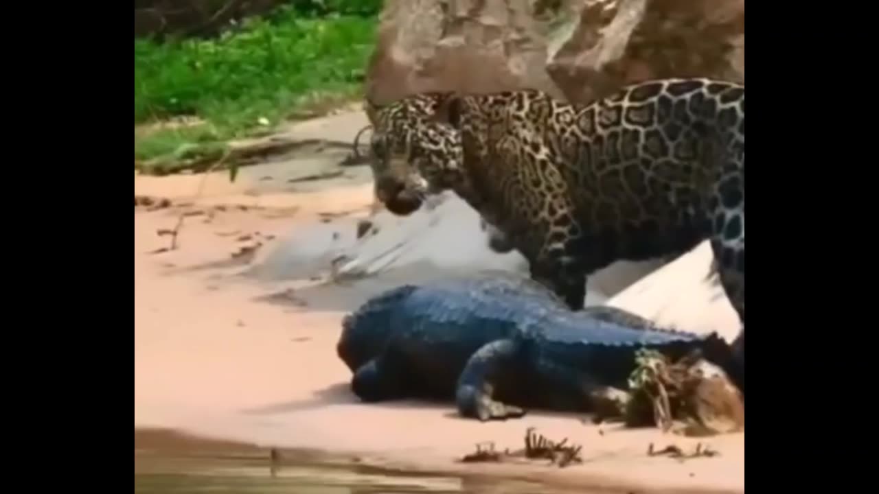 jaguar and alligator from Brazil