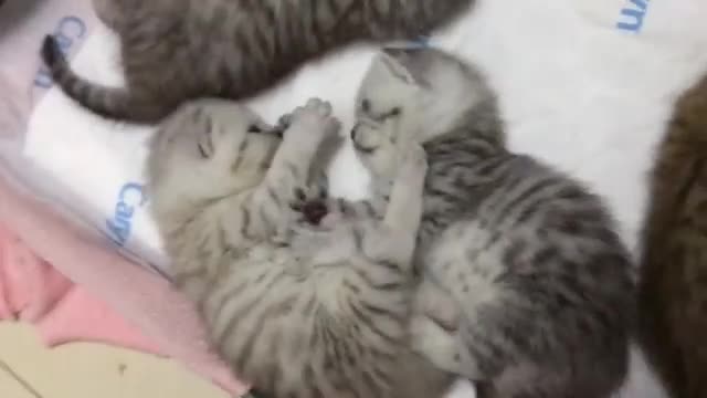 Breaks Up Kitten Fight