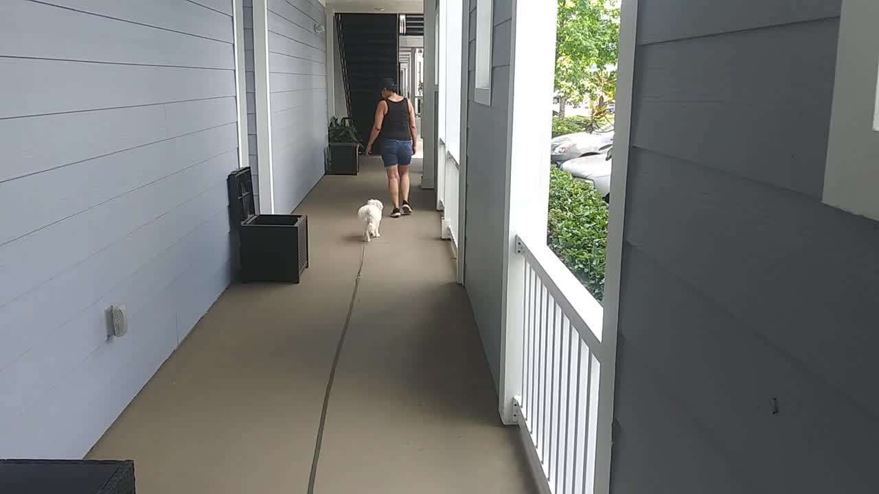 Zoey, 5 months old Loose leash walking