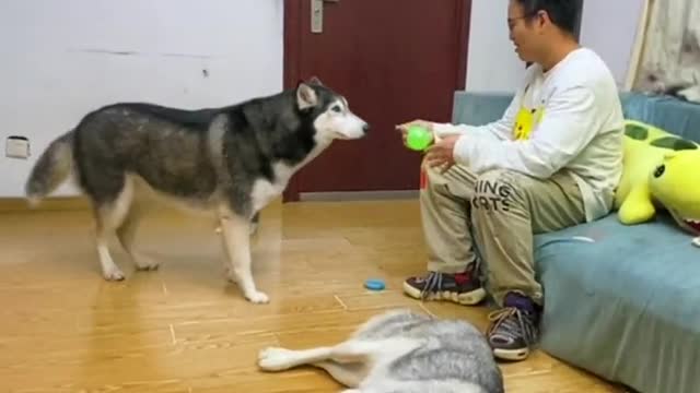 Cute pet has become fine