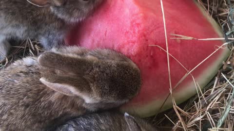 Baby rabbits