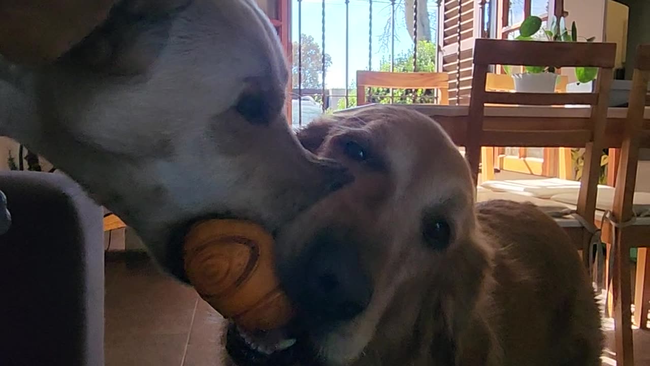 When Your Dogs Can't Share Their Toys