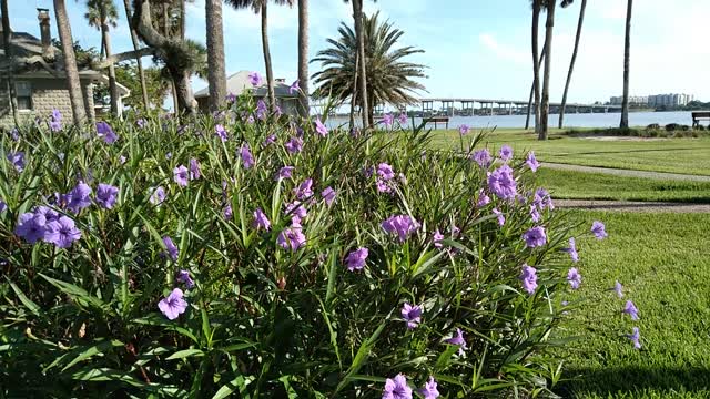 Bumble Bee in Mexican Petunias