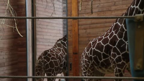 Danish zoo kill 4