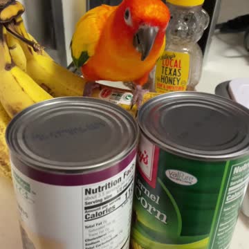 Parrot Caught Hiding and Eating Banana