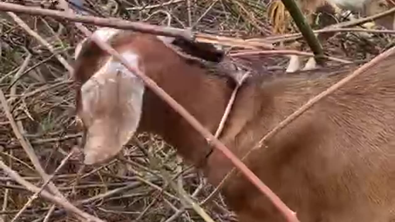 amazing and cute goat3