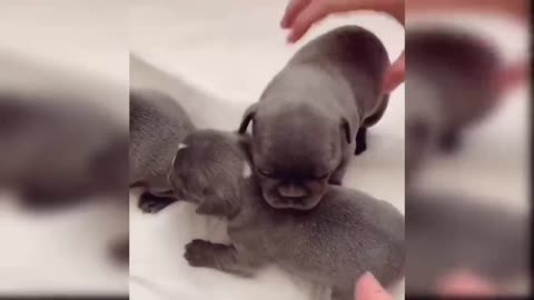 puppy in car