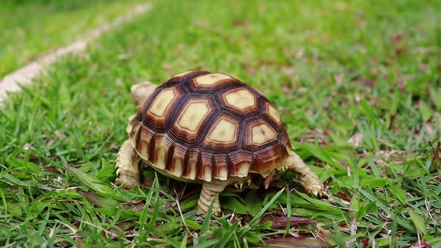 Tortoise Walking On The Lawn