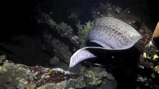 Giant moray eel and grouper hunting together as a team