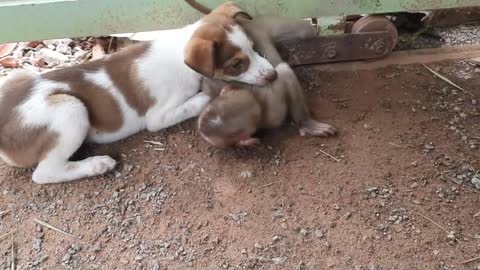 Incredible puppy rescue little monkey