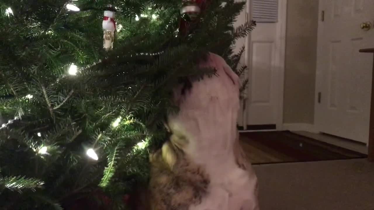 Bulldog doesn't want Christmas to end