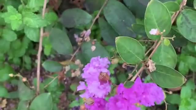 These purple flowers are crape myrtle