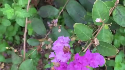 These purple flowers are crape myrtle