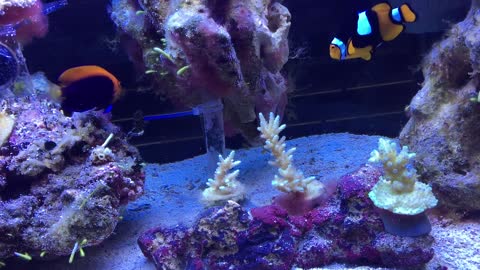 Percula Clowns (Amphiprion percula) and Friends