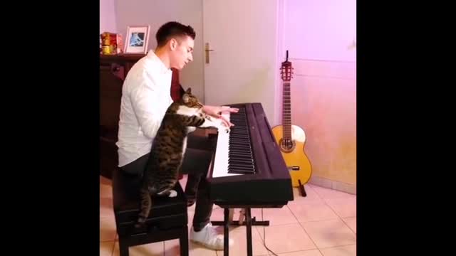 Talented Cats 🐱 | Try not to laugh | Compilation Videos | Pets HavenTV