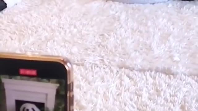 funny cute pet (46)