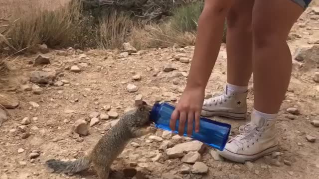 Squirrel drinks from woman's canister at Grand Canyon