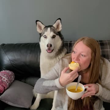 Huge Husky Not Supposed To Be On The Couch...