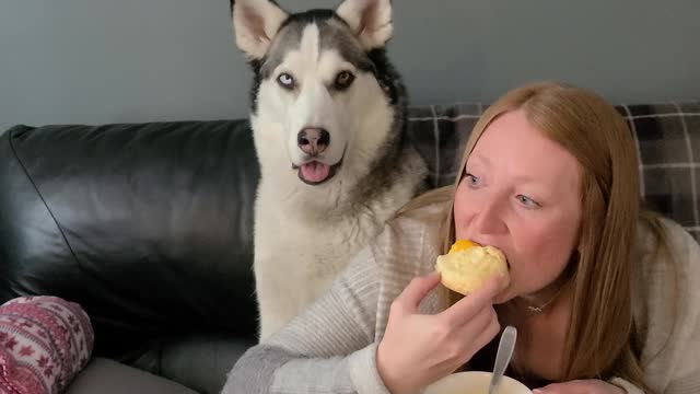 Huge Husky Not Supposed To Be On The Couch...