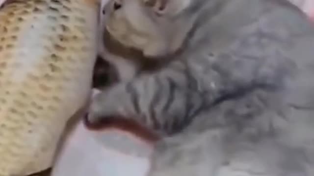 Funniest Animals 😂 - Cutest Animals Ever 😁 | Cutest Cat 😺