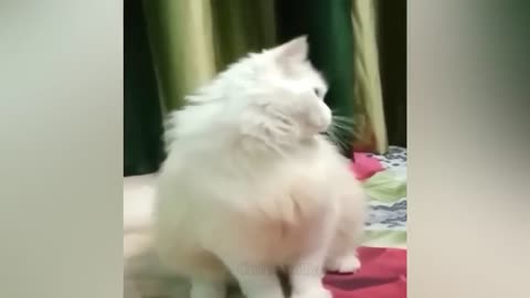 1 Hour Of Funniest Animals 😅 New Funny Cats and Dogs Videos 😸🐶