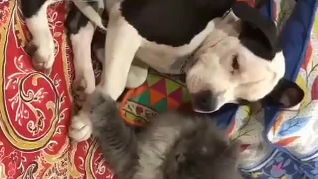 ASTONISHING CAT AND DOG PEACEFUL REST