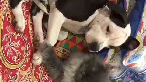 ASTONISHING CAT AND DOG PEACEFUL REST