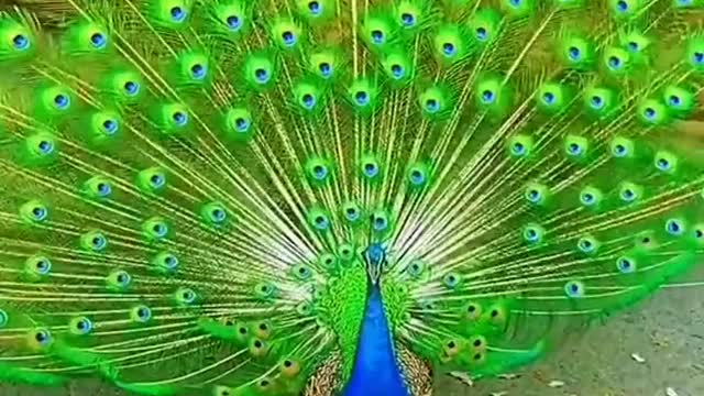 Most beautiful Peacock 😍