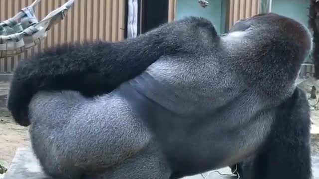 I am a gray back gorilla, not a human funny and trending video, viral video