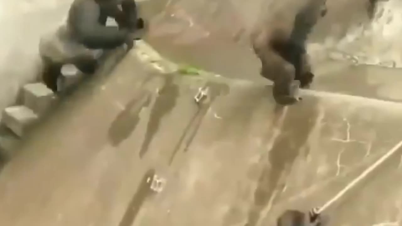 Funny Animal