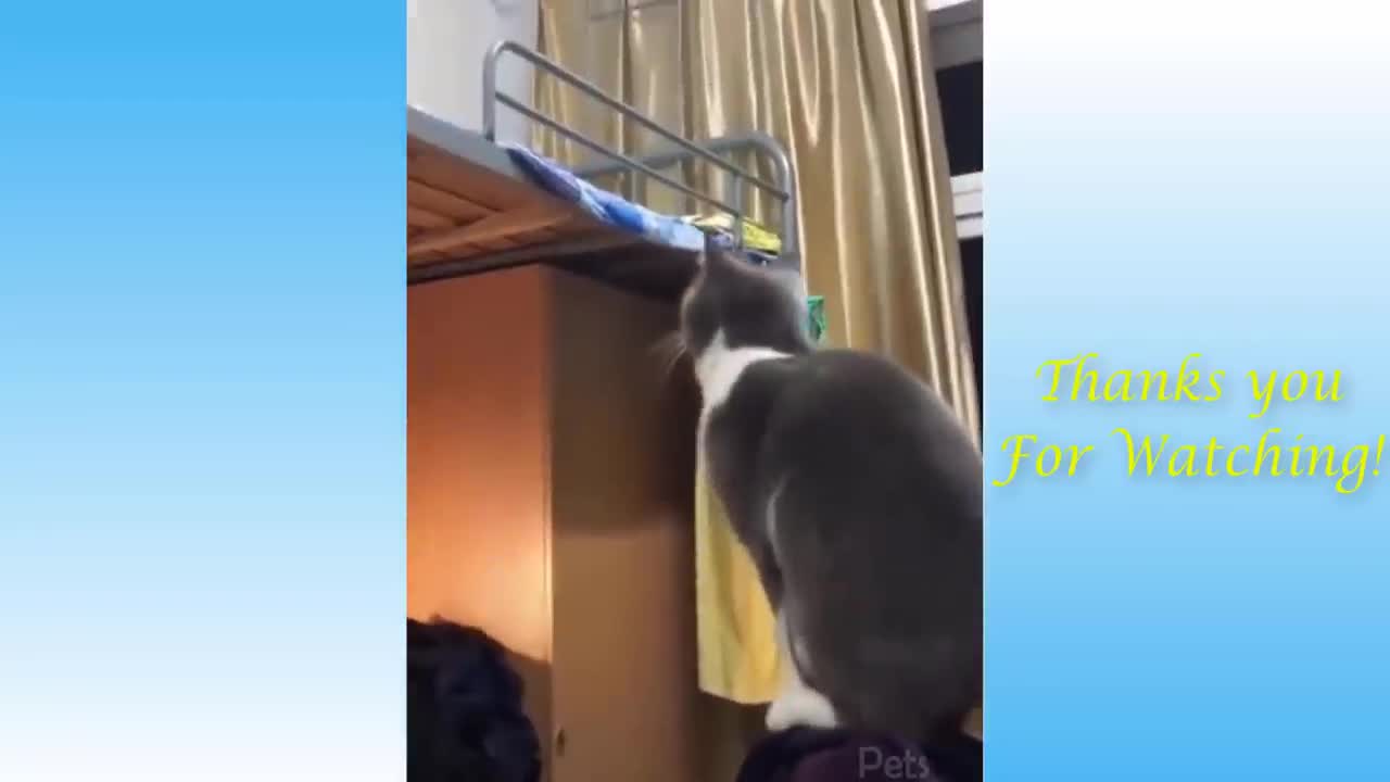 Play Fun Pet Animal Care - Little Kitten Preschool - Kids Learn Colors, Animals Fun Educational Game