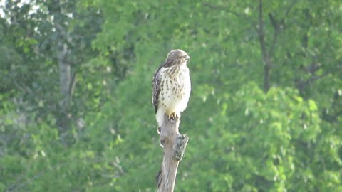 Red-Tailed Hawk