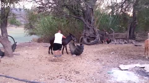 As Melhores Reações de Crianças e Adultos em Zoológicos Pelo Mundo 😂🐪🐐🐘