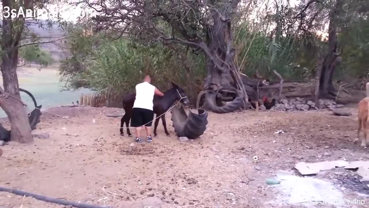 As Melhores Reações de Crianças e Adultos em Zoológicos Pelo Mundo 😂🐪🐐🐘