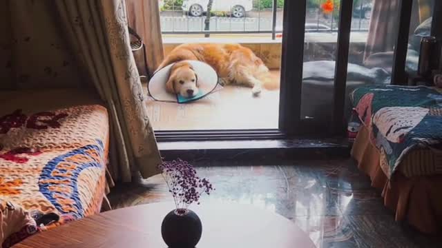 Little golden retriever puppies with cute, fluffy ears. That's his favorite.