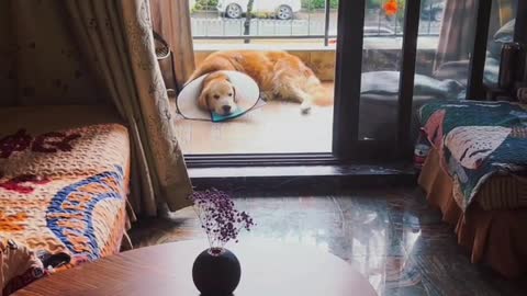 Little golden retriever puppies with cute, fluffy ears. That's his favorite.