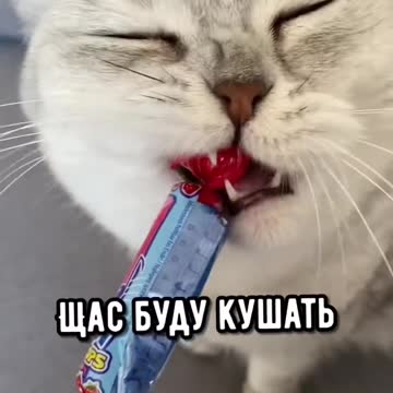 Смешные коты - Майя