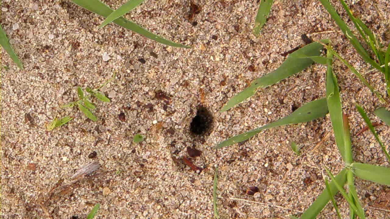 Decomposition (navel ants)