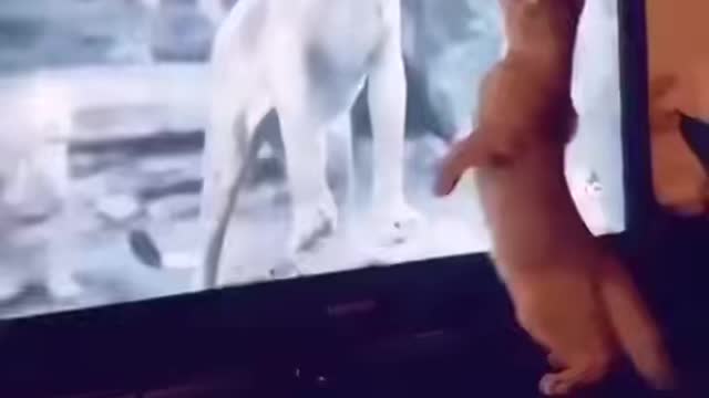 Cat is afraid of lion on tv