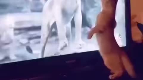 Cat is afraid of lion on tv