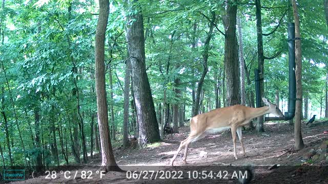 The Woods - 06/28/2022