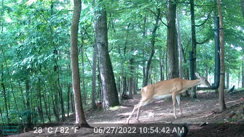 The Woods - 06/28/2022