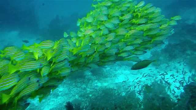 Group of Fish