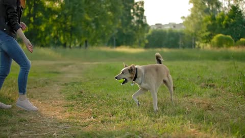 A girl throws a tennis ball to her dog