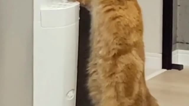 Watch a cat drink in a wonderful way😱😱