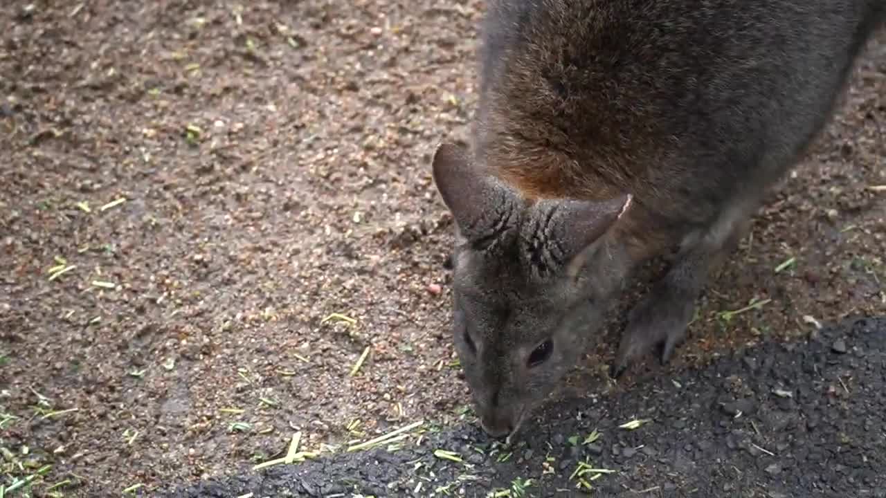 Snow White Wallaby