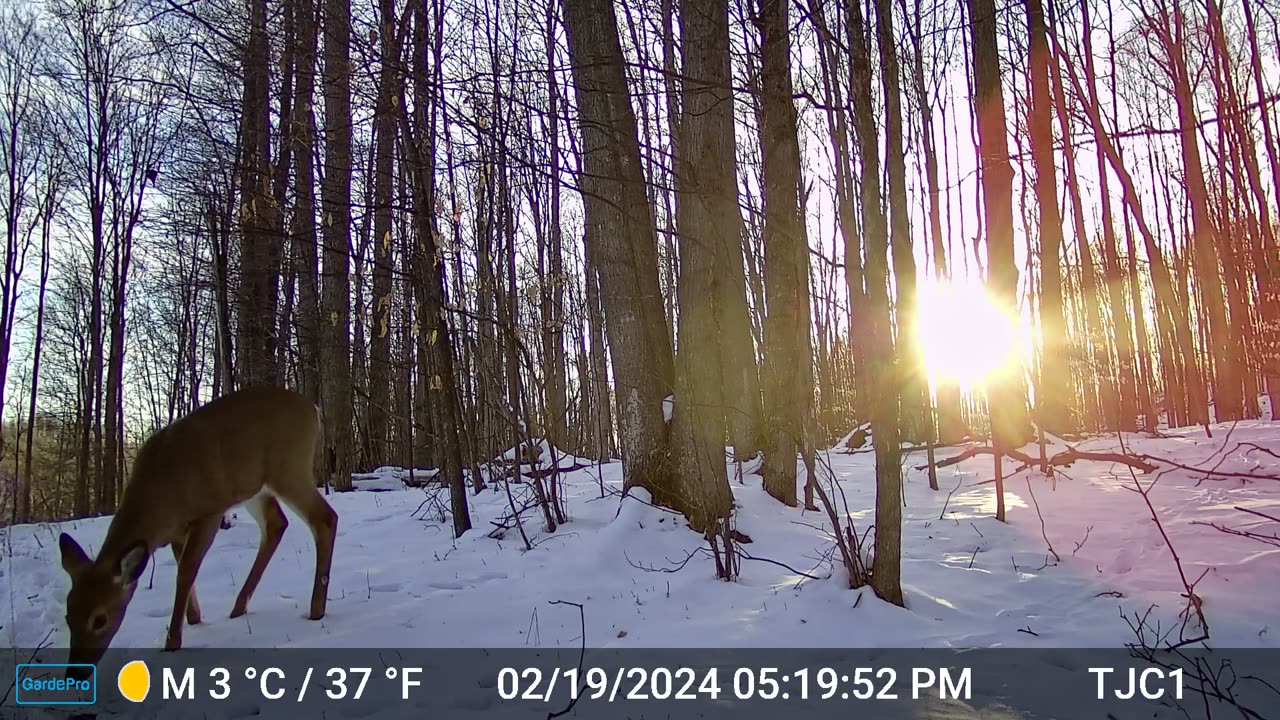 Deer: Running Back to the Forest