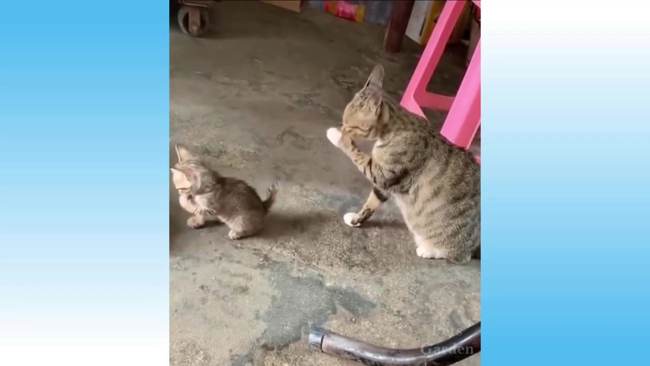 Gatinho imitando seu papai!