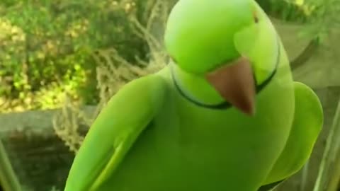 Parrot 🦜 sound