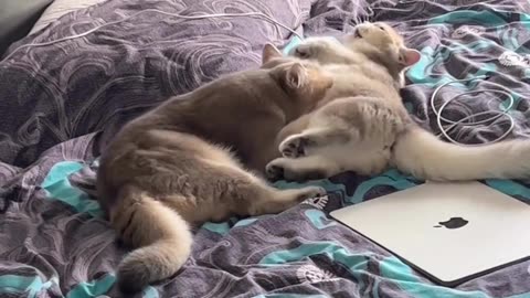 Funny & Cute Cats & Dogs 🥰🥰 #cats #shorts #viral #pets #redfoxfolder